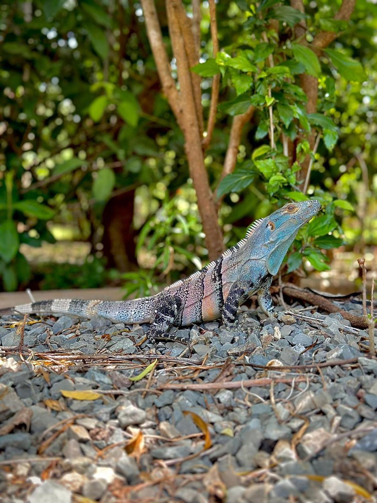 Hotel Luna Llena Tamarindo Dış mekan fotoğraf